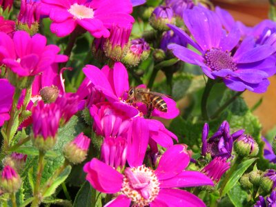 Bee collecting nectar macro