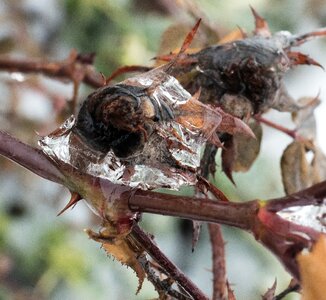 Unusual ice melting