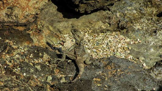 Reptile camouflage fauna
