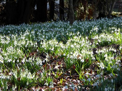 Spring snowdrop spring nature