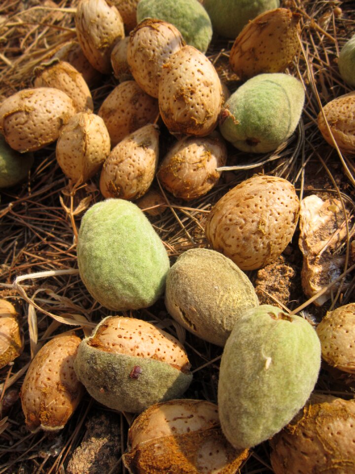 Mediterranean nature edible