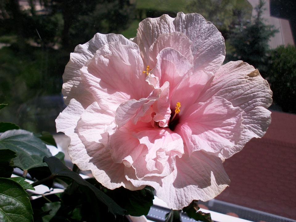 Blossom bloom marshmallow