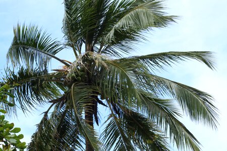Palm tree tree leaves