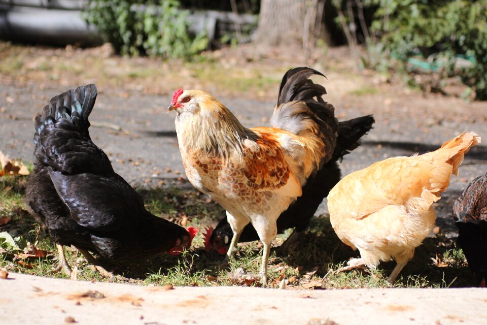 Summer pullet pullets