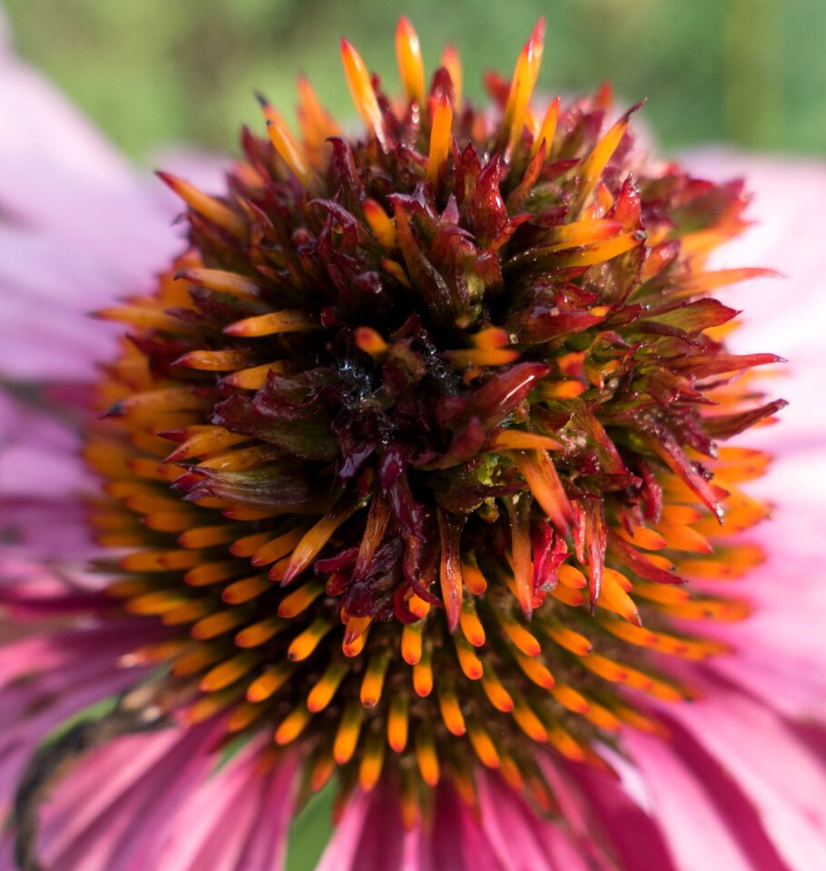Garden nature purple