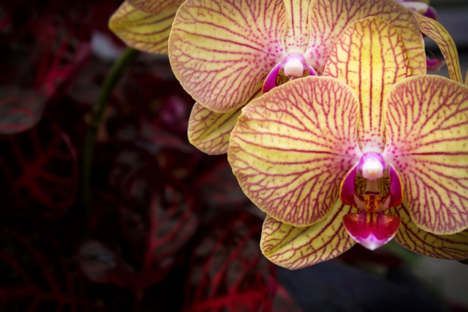 Flower exotic elegant