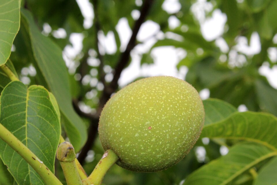 Walnut sour dried fruit