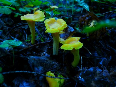 Forest collect family