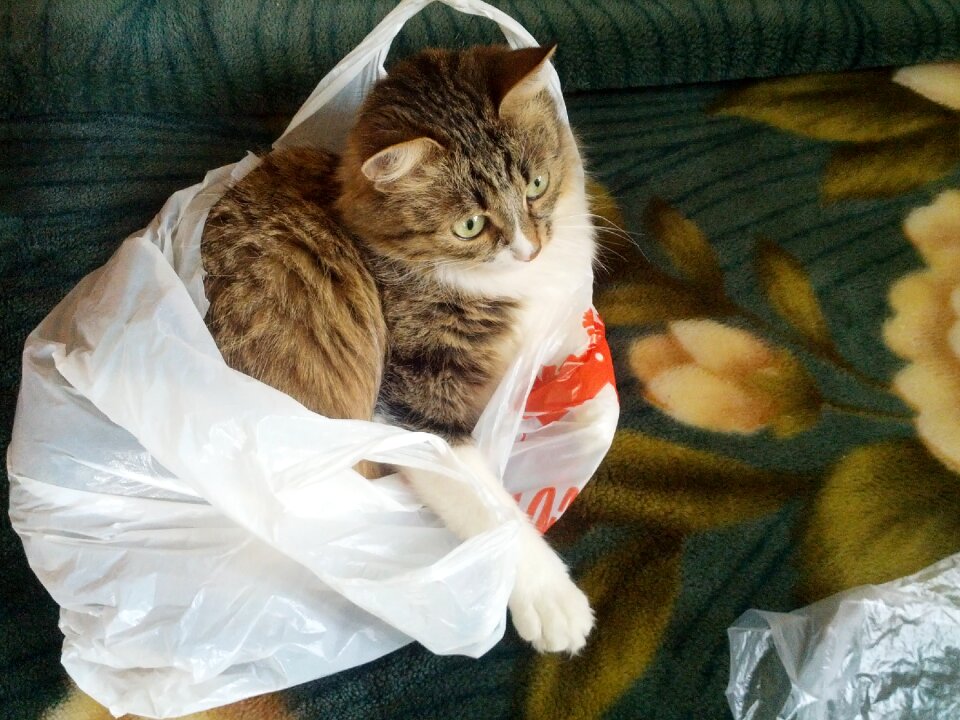 Cat in the bag fun pets