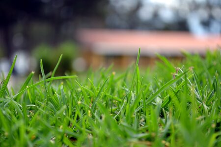 Nature landscape lawn