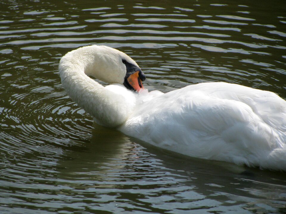 Bird wildlife nature