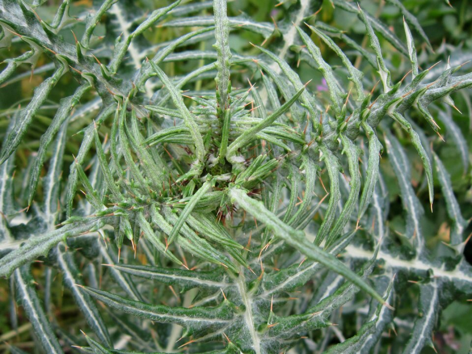 Green spur pattern