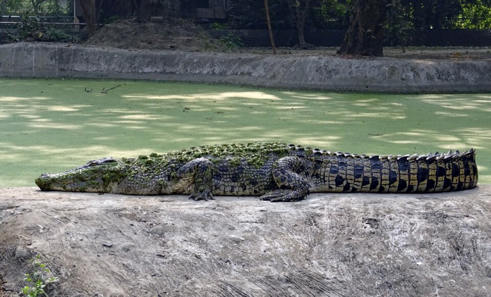 Water reptile animal