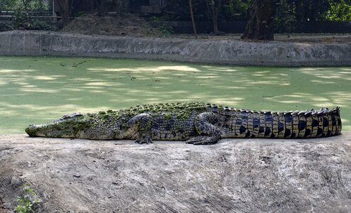 Water reptile animal