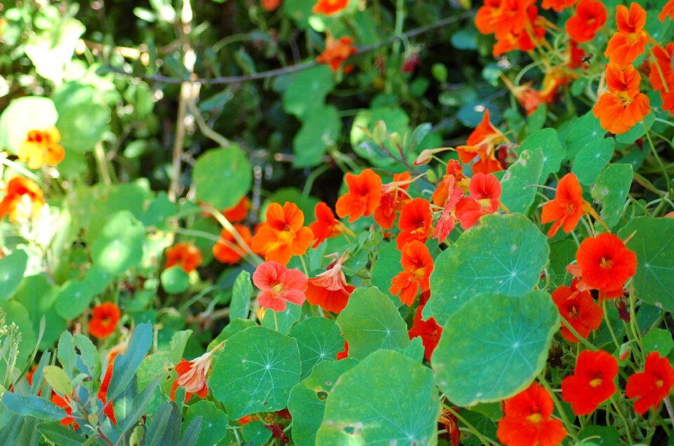 Plant nature