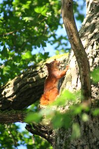 Squirrel tree forest photo