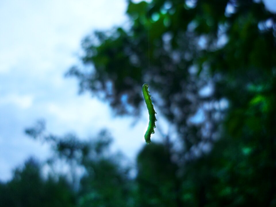 Insects a larva of butterfly green