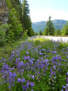 Roadside flower ribbon mountain region