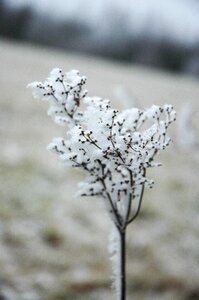 Snow nature autumn photo