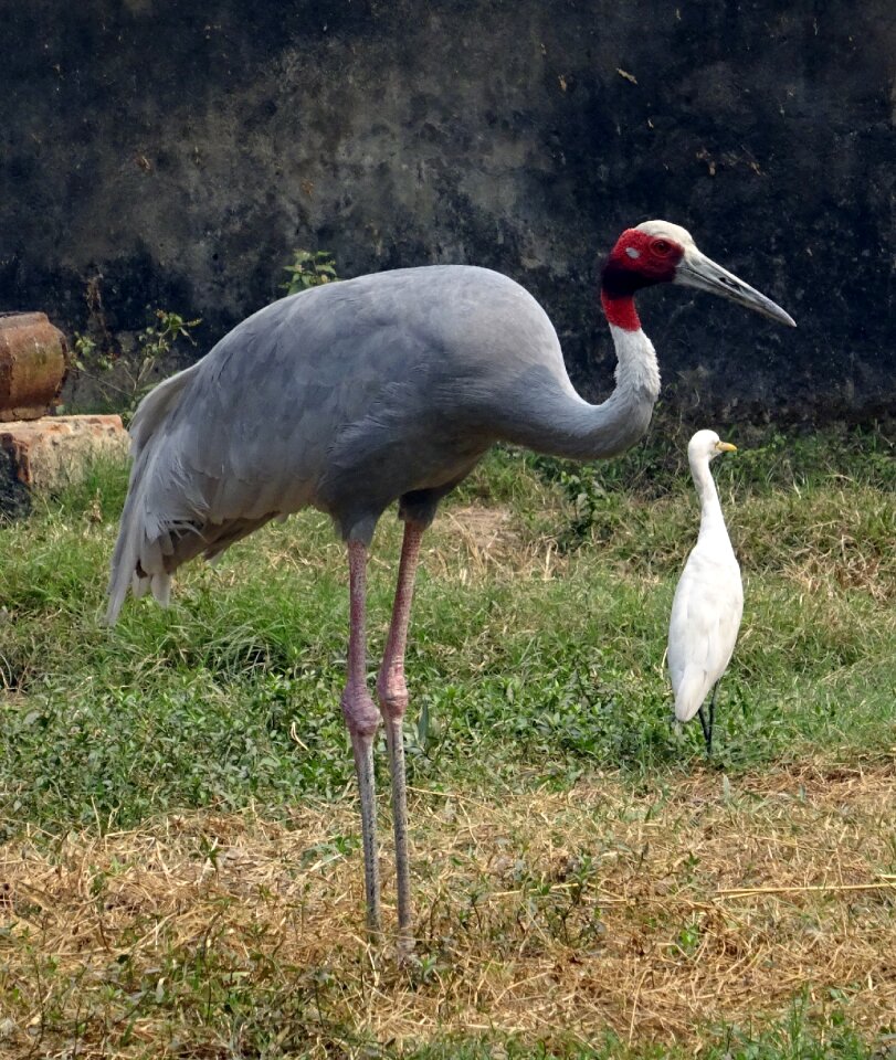 Wildlife endangered antigone