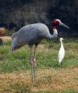 Wildlife endangered antigone