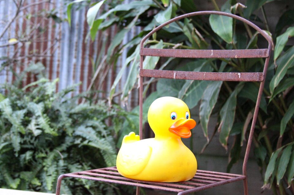 Rubber duck toys