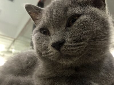 Koala cat sleeping