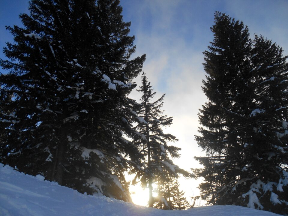 Trees pine sun photo