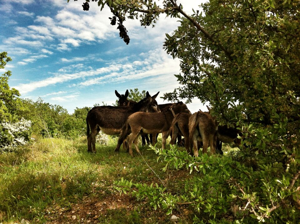 Italy donkeys green