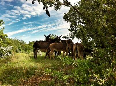 Italy donkeys green