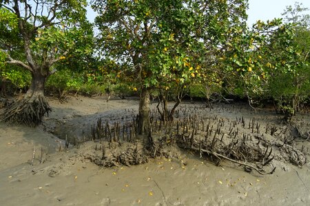 Swamp forest river