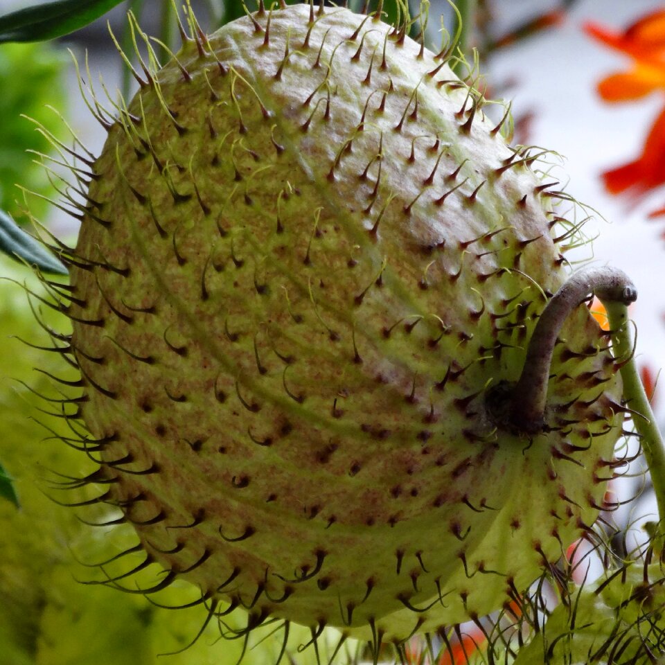 Botany flower nature