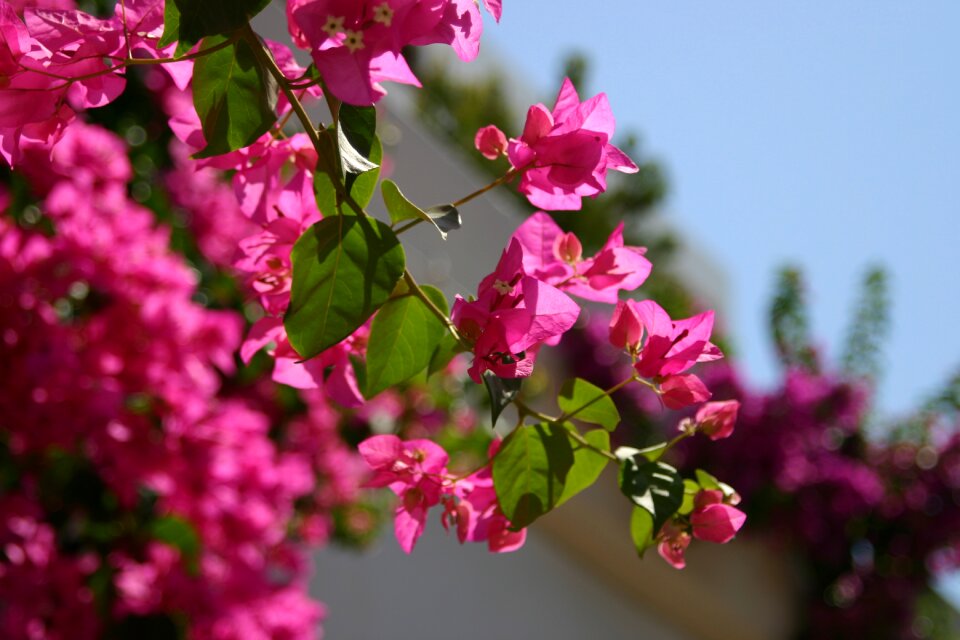 Flowers bougainvillea pink