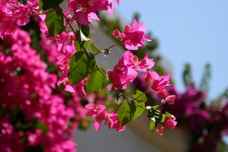 Flowers bougainvillea pink photo