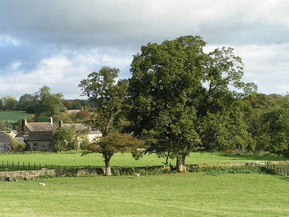 Landscape farm trees