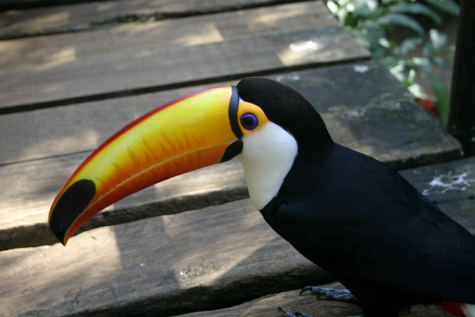 Tucan birds nature