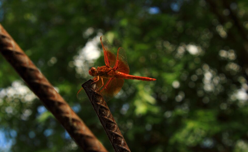 Dragonfly insect mosquito