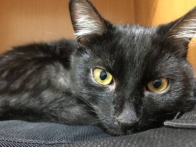 A young kitten pet animal