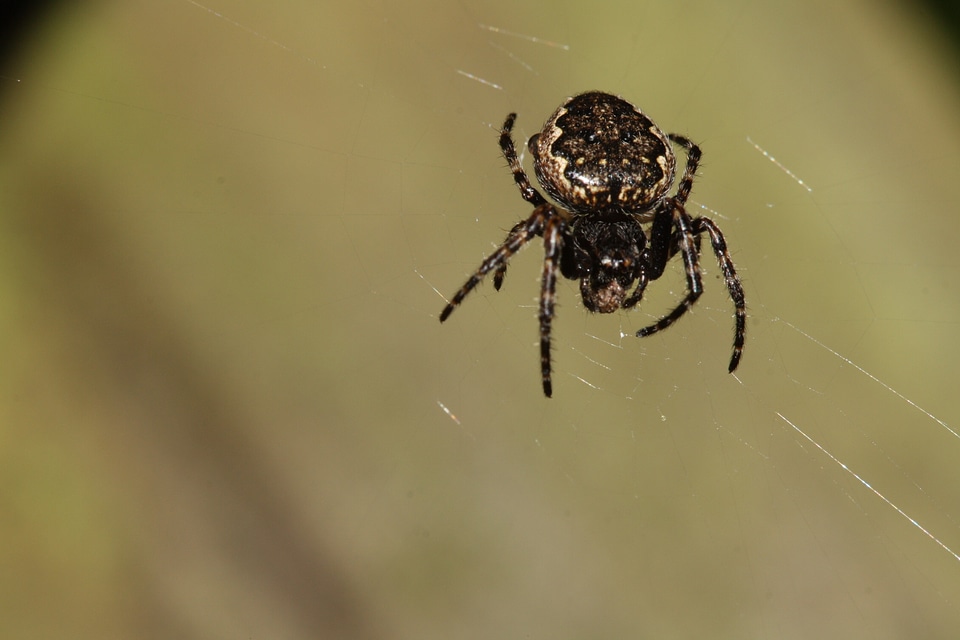 Nature arachnids close up