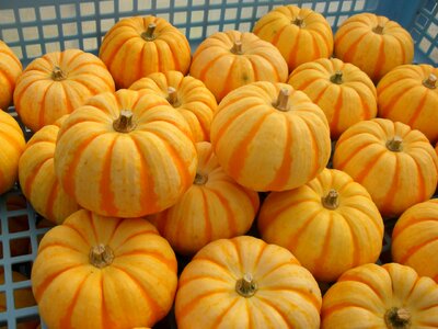 Puccini vegetables stripe