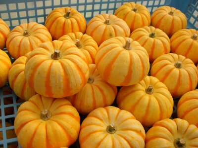 Puccini vegetables stripe photo