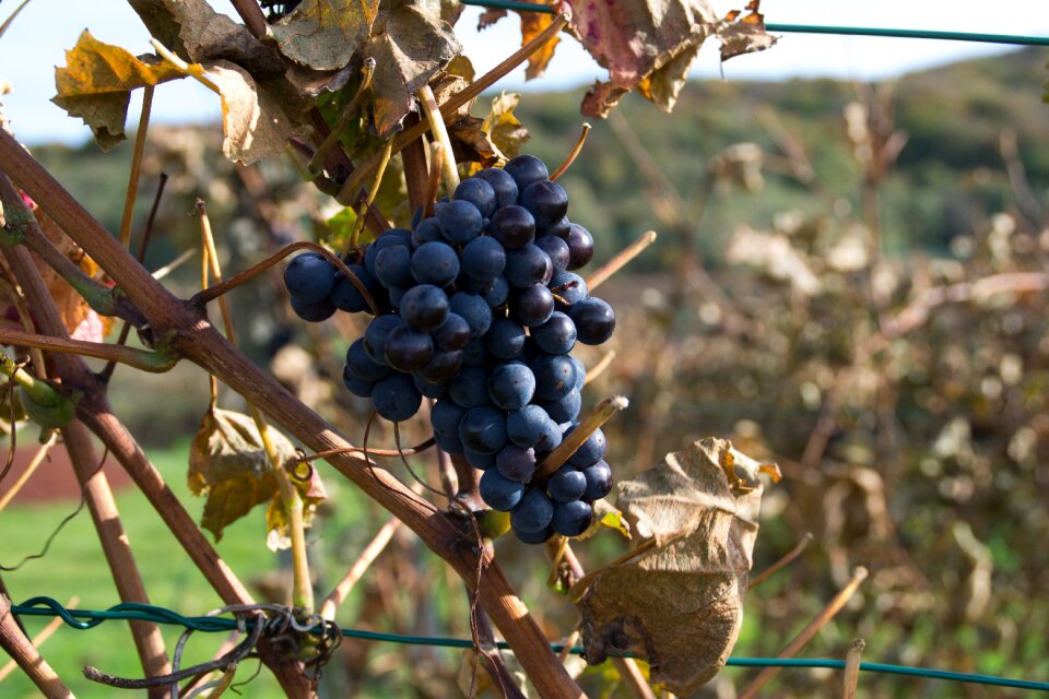 Vines fruit blue grapes