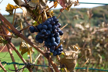 Vines fruit blue grapes photo