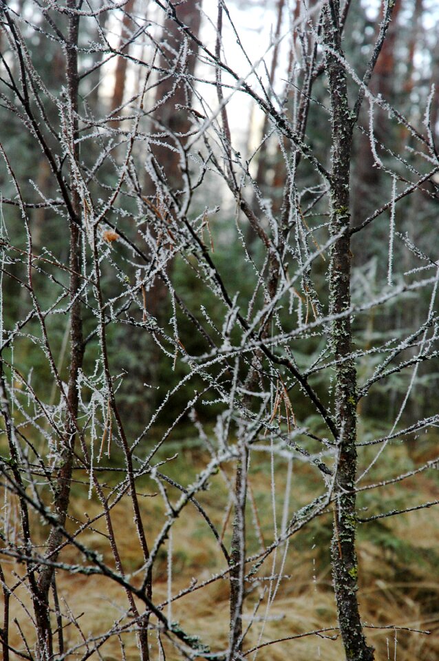 Tree wood autumn photo