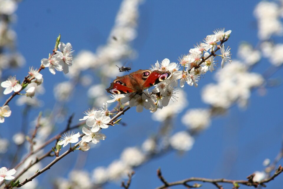Butterfly insect branch