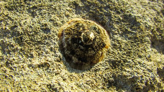 Shore nature shell