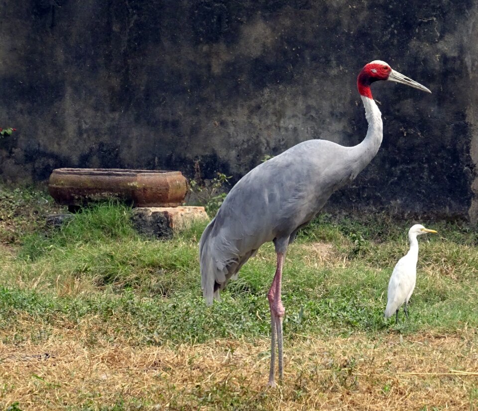 Wildlife endangered antigone