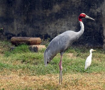 Wildlife endangered antigone