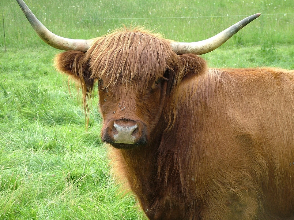 Animals cows pasture