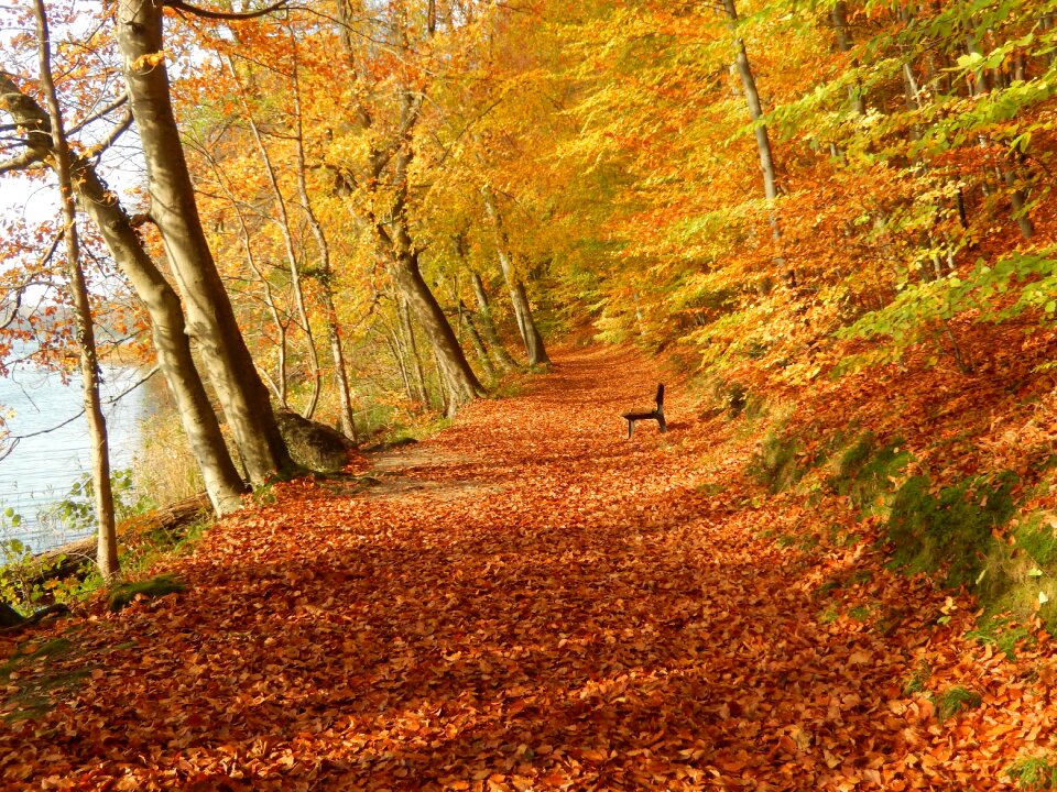 Autumn leaves mecklenburg